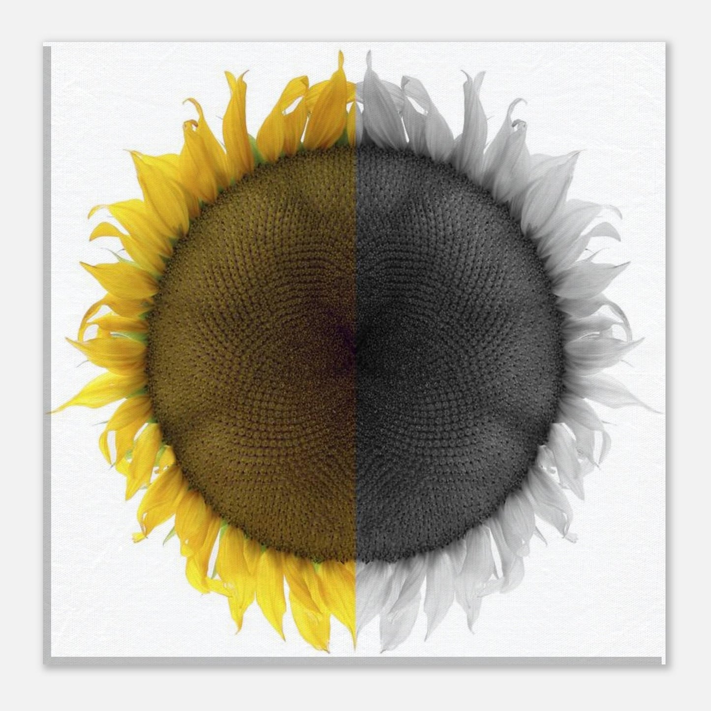 4e970cbf-446d-4ca9-8e5f-5584ef409c70