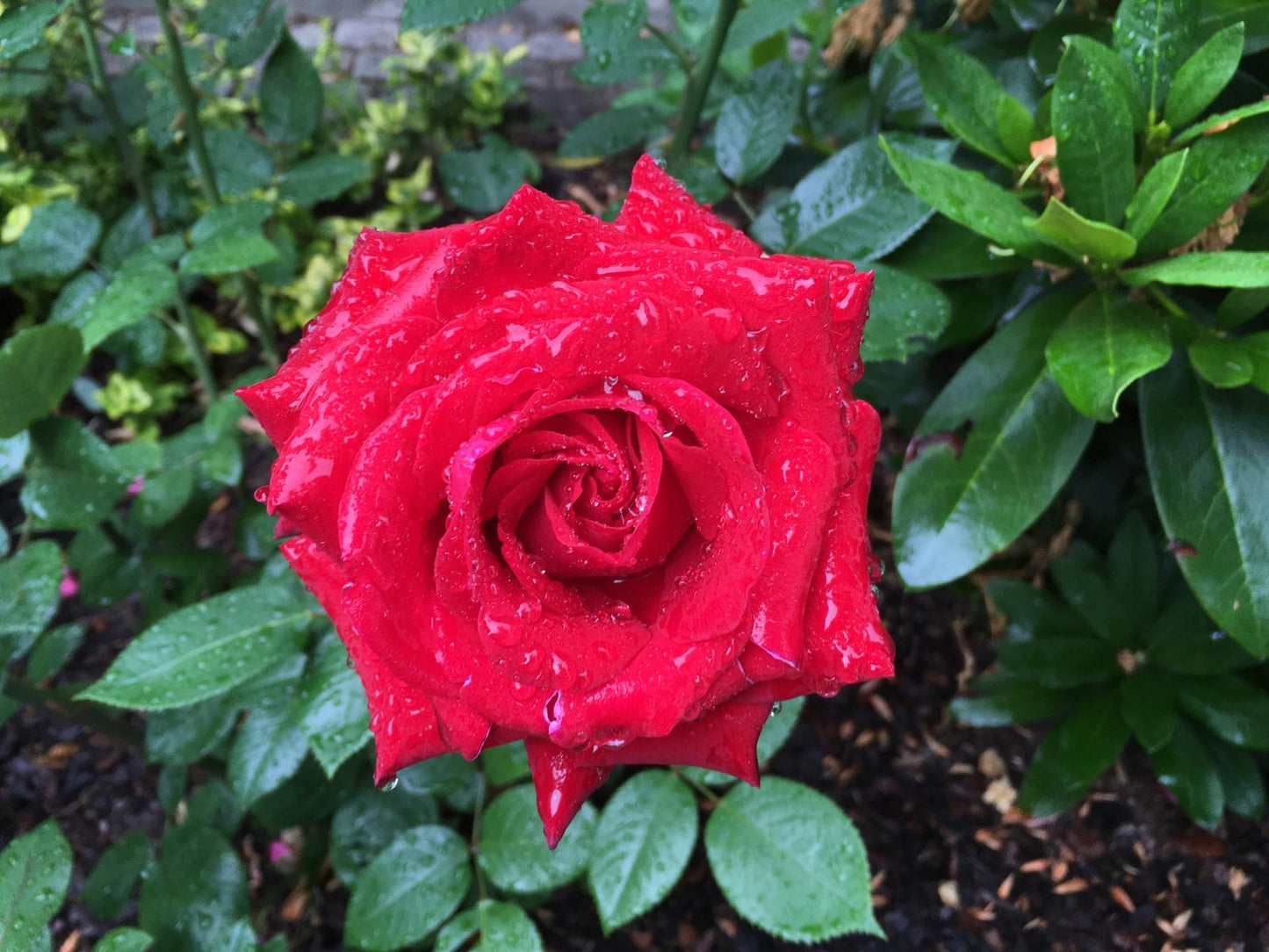 Magdalene Rose Meditation